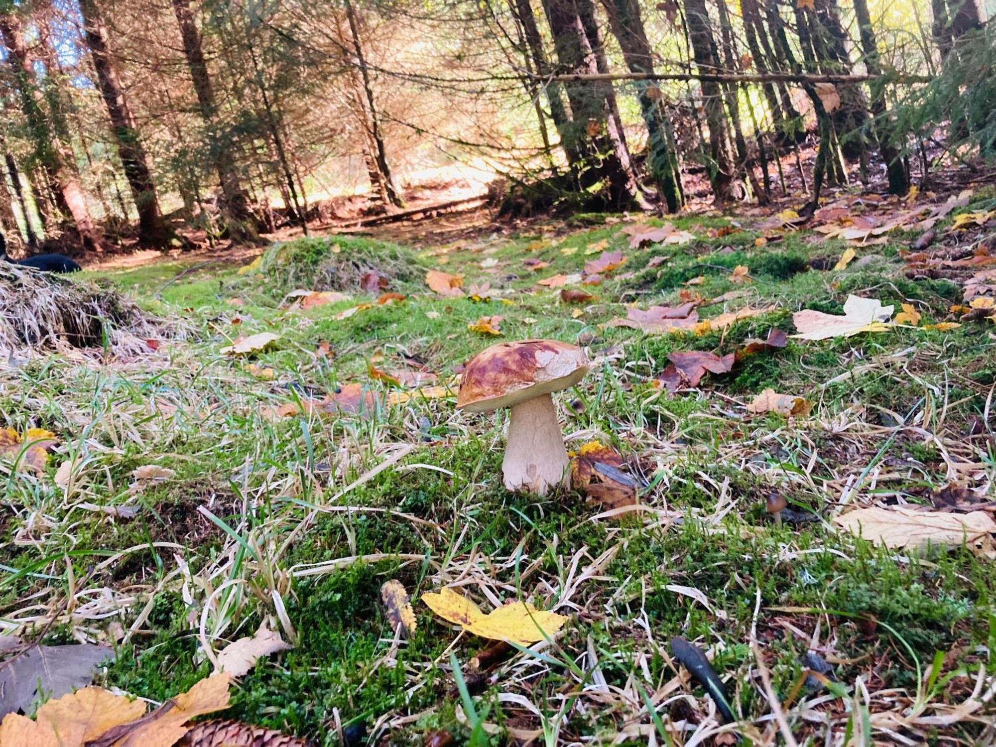 Le Perchoir Du Grand Valtin - Gite 5 Personnes - Altitude 830 Ban-sur-Meurthe-Clefcy Eksteriør billede